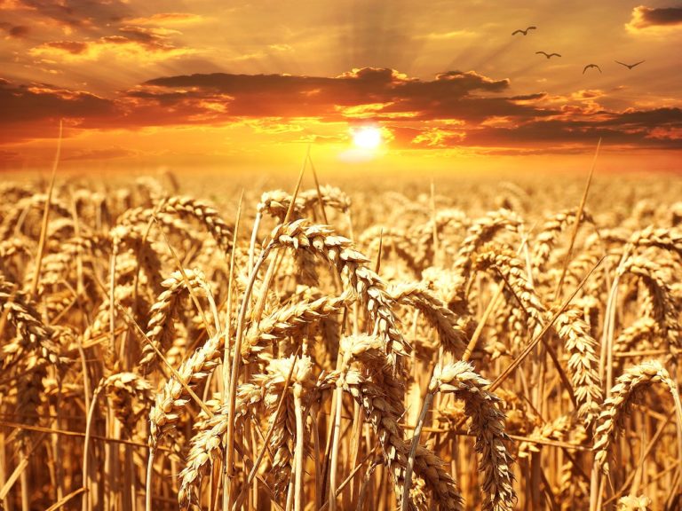 Jak zabezpieczyć materiał siewny zbóż?