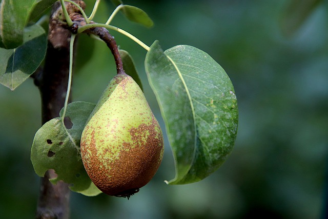 Fungicyd Pretor 469 SC – ochrona jabłoni i gruszy przed chorobami grzybiczymi